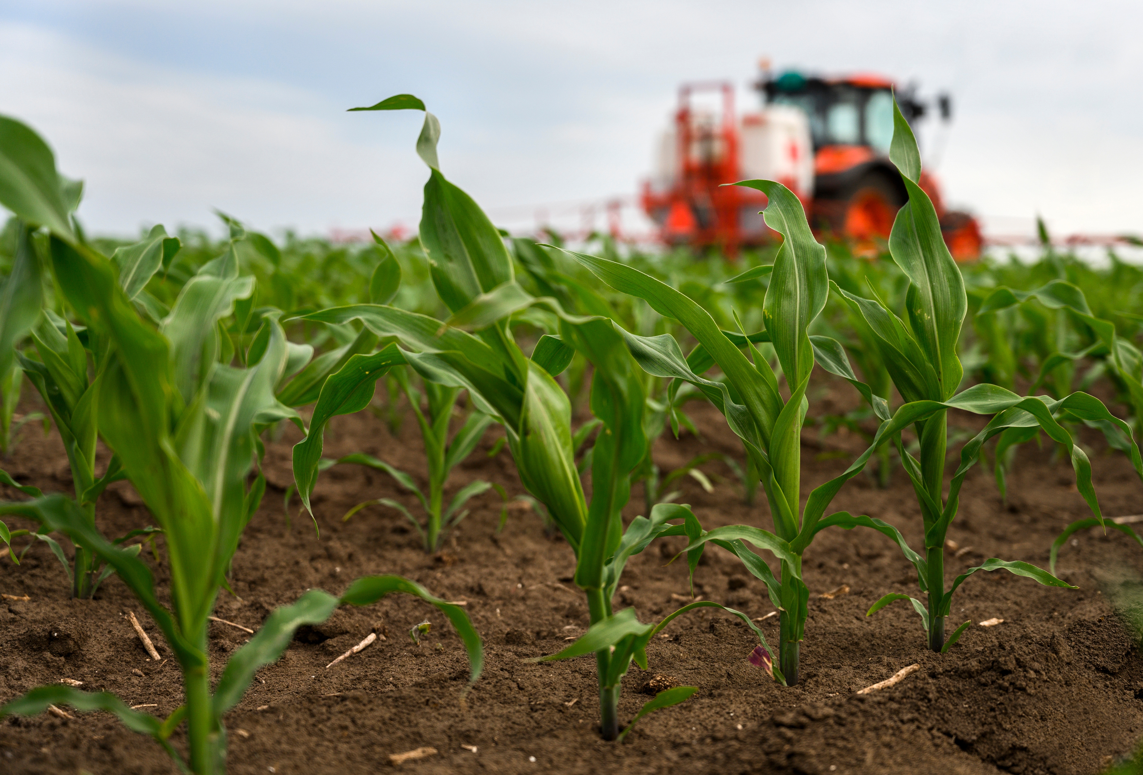 Corn growing in field with tractor spraying in the background