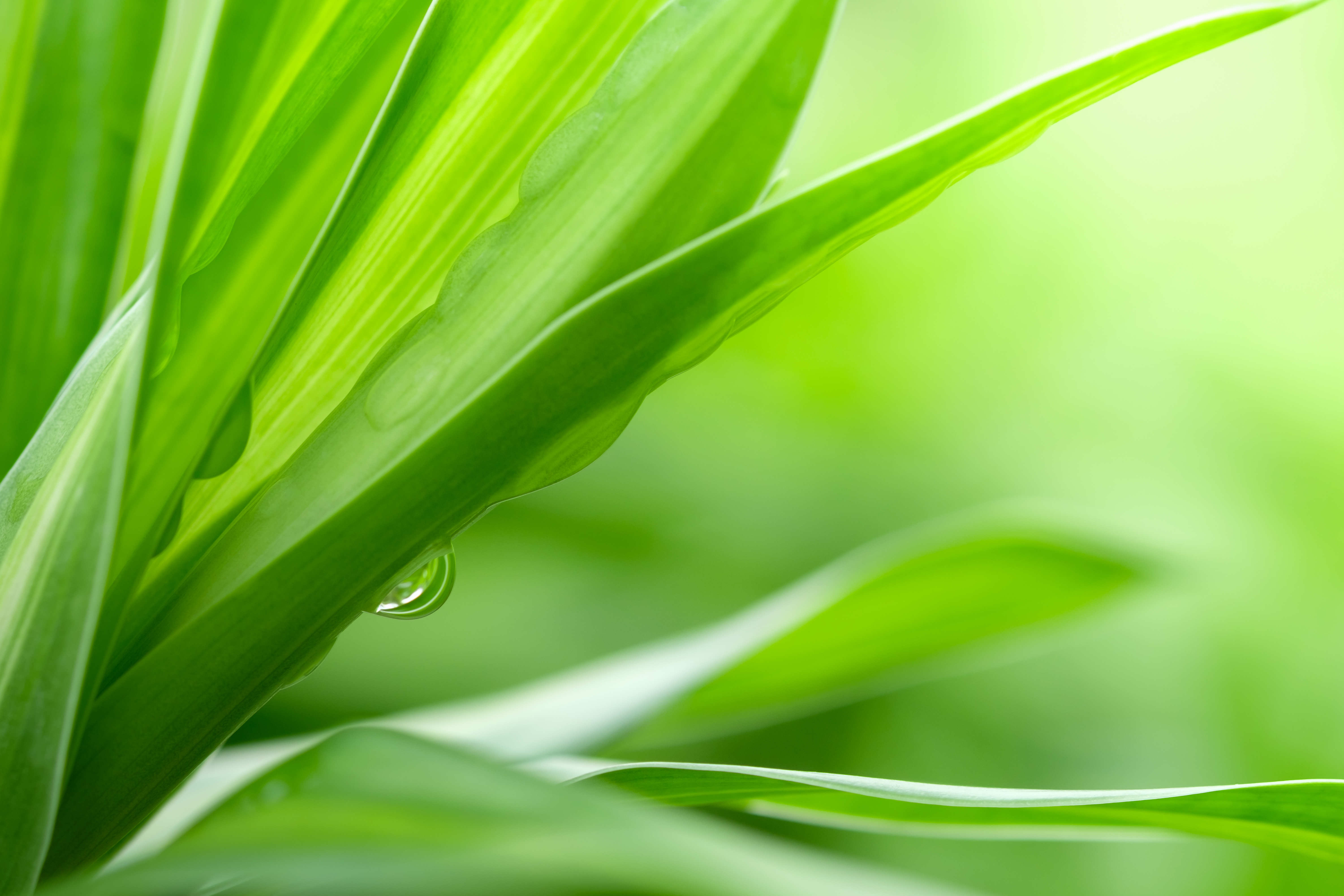 Nature of green leaf with rain drop in garden at summer